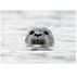 Lori A. Davis Photo Card - Harbor Seal
