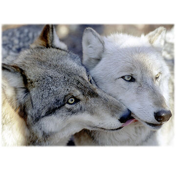 Lori A. Davis Photo Card - Kissing Wolves