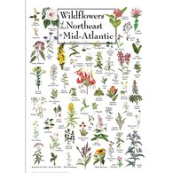 Wildflowers of the Northeast & Mid-Atlantic Poster