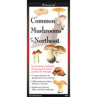 Common Mushrooms of the Northeast: FoldingGuides