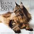 Willow Creek Press Just Maine Coon Cats 2023 Wall Calendar