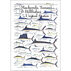 Mackerels, Tunas, and Billfishes of the United States Poster