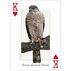 Birds of the Northeast Playing Cards by Stan Tekiela