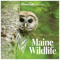 Maine Wildlife: Down East 2023 Wall Calendar by Editors of Down East