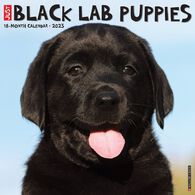 Willow Creek Press Just Black Lab Puppies 2023 Wall Calendar