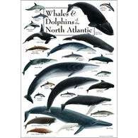 Whales & Dolphins of the North Atlantic Poster