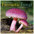 Fantastic Fungi 2023 Wall Calendar by Workman Publishing