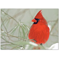 Lori A. Davis Photo Card - Male Cardinal