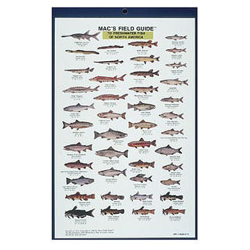 Macs Field Guides: North American Freshwater Fish by Craig MacGowan