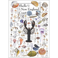 Shells of the New England Coast Poster