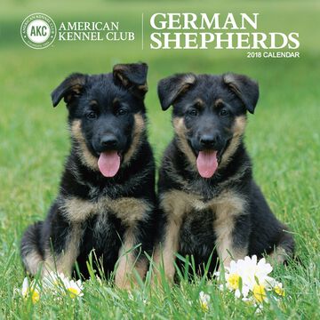 AKC German Shepherds 2018 Wall Calendar by Zebra Publishing