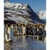 Every Penguin in the World: A Quest to See Them All By Charles Bergman