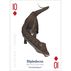 The Amazing World of Dinosaurs Playing Cards by James Kuether