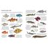 Ultimate Fish & Sea Life Sticker Book with 100 Amazing Stickers by Armadillo Books