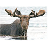 Lori A. Davis Photo Card - Milton Bull Moose