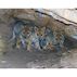 Lobos: A Wolf Family Returns to the Wild by Brenda Peterson