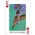 Hummingbirds Playing Cards by Stan Tekiela