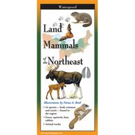 Land Mammals of the Northeast: FoldingGuides