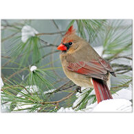 Lori A. Davis Photo Card - Female Cardinal