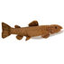 Cabin Critters 17 Plush Brown Trout