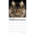 Willow Creek Press Just Maine Coon Cats 2023 Wall Calendar