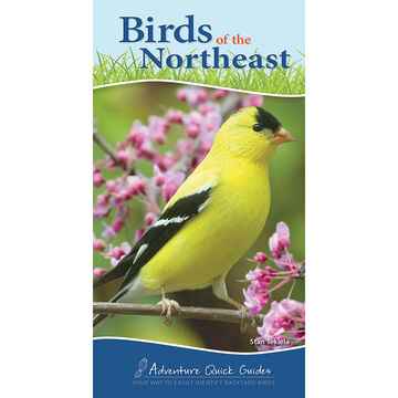 Birds of the Northeast by Stan Tekiela