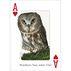 Birds of the Northeast Playing Cards by Stan Tekiela
