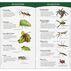 Insects & Bugs of North America by Janet C. Daniels