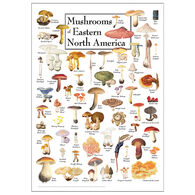 Mushrooms of Eastern North America Poster