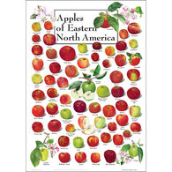 Apples of Eastern North America Poster