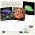 Fantastic Fungi 2023 Wall Calendar by Workman Publishing