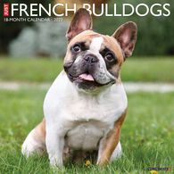 Willow Creek Press Just French Bulldogs 2023 Wall Calendar