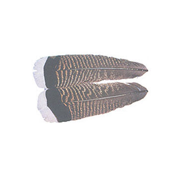 Wapsi Turkey Tail Feather Fly Tying Material - 2 Pk.