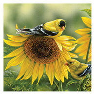 Carson Home Accents Goldfinch On Sunflowers Square Coaster