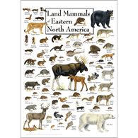 Land Mammals of Eastern North America Poster