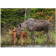 Lori A. Davis Photo Card - Moose Hug