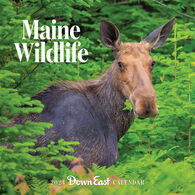 Maine Wildlife: Down East 2024 Wall Calendar by Editors of Down East