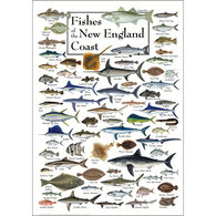 Fishes of the New England Coast Poster
