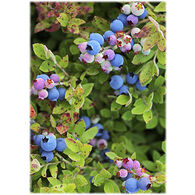 Lori A. Davis Photo Card - Blueberry Mix