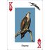 Raptors Playing Cards by Stan Tekiela