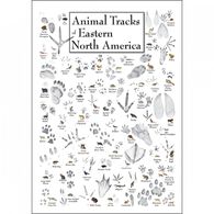 Animal Tracks of Eastern North America Poster