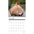 Willow Creek Press Just Us Chickens 2024 Wall Calendar