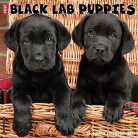 Willow Creek Press Just Black Lab Puppies 2024 Wall Calendar