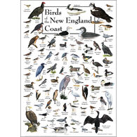 Birds of the New England Coast Poster