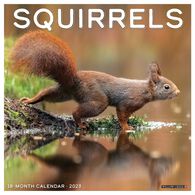 Willow Creek Press Squirrels 2023 Wall Calendar