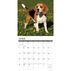 Willow Creek Press Just Beagles 2024 Wall Calendar