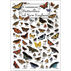 Common Butterflies of New England Poster