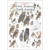Sibley’s Owls of Eastern North America Poster