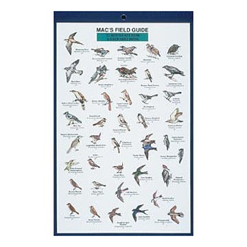 Macs Field Guides: Northeast Park & Backyard Birds by Craig MacGowan