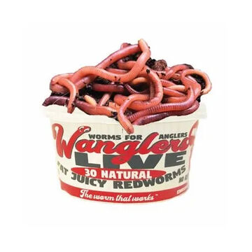 Wanglers Live Natural Redworms Bait